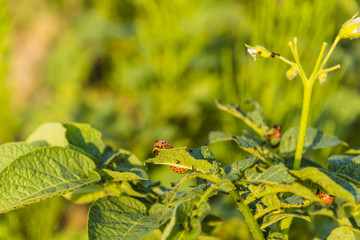 Eaten leaves of potato by larva Colorado potato beetle.