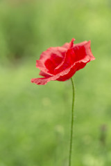 Red poppy flower in the green background