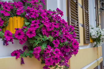 purple petunia flowers in the garden in Spring time / large  petunias  Image full of colourful  (Petunia hybrida)