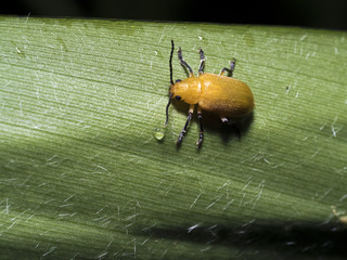 leaf beetle