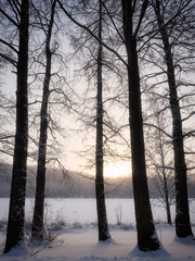 Trees in winter