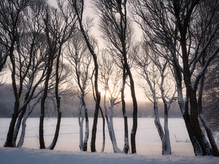 Trees in winter