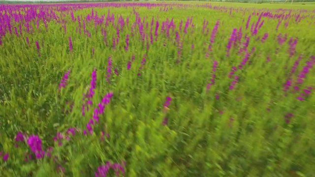 aerial view of a large field of beautiful purple flowers irises