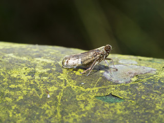 planthopper,Delphacidae