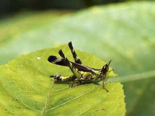 grasshopper,Erianthella formosana