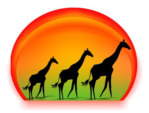 giraffa