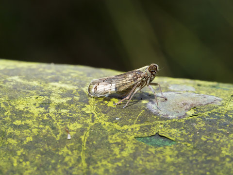 planthopper,Delphacidae