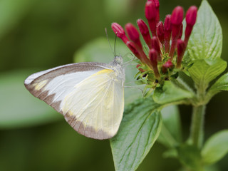 small white butterfly,Pieris rapae
