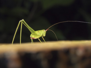 bush cricket,katydid,Tettigoniidae