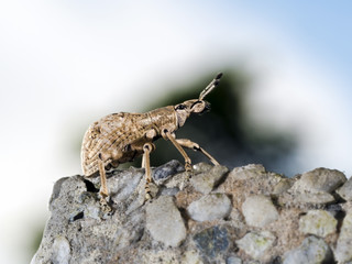 Weevil,Curculionidae