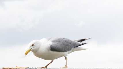 sea gull bird postcard