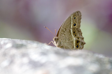brush-footed butterflies,Satyrinae