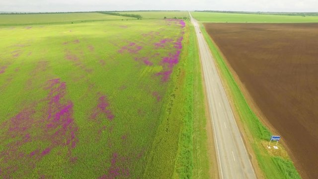 aerial view of a large field of beautiful purple flowers irises