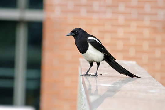 Eurasian Magpie,Pica Pica