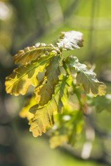 Young oak leaves on a branch