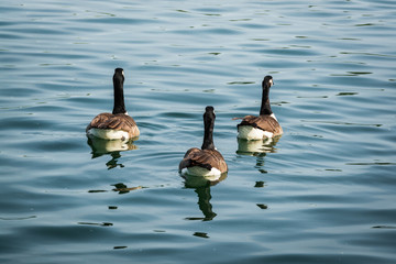 Fototapeta premium Three ducks in group swimming
