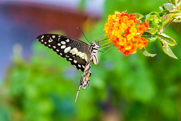 butterfly