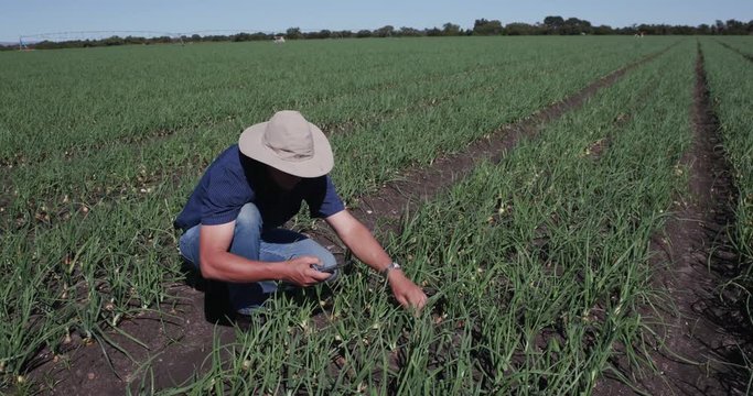 4K Agronomist/farmer inspecting field of onion plants using a smart phone
