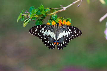 butterfly
