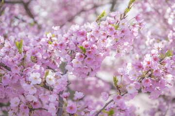 千光寺の桜