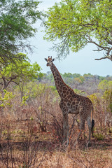 Giraffe