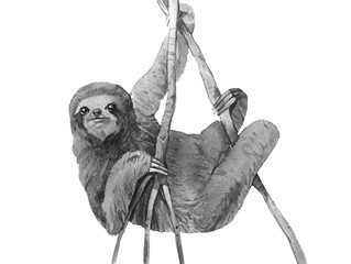 watercolor sloth black and white