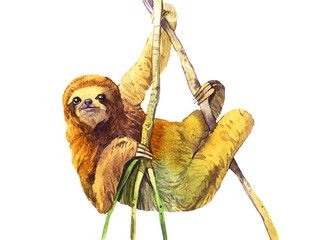 Fototapeta premium watercolor sloth