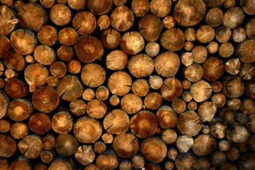 Stack of Logs Pine Trees
