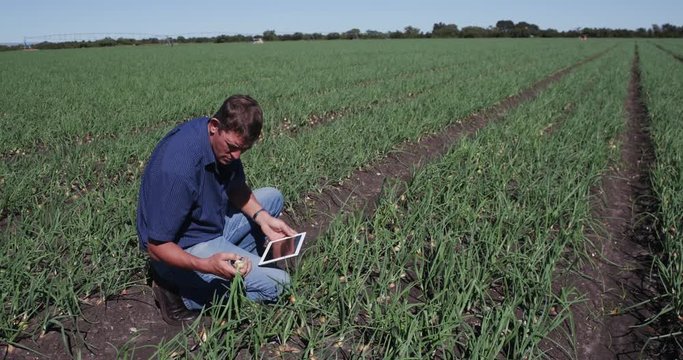 4K Agronomist/farmer inspecting field of onion plants using a tablet