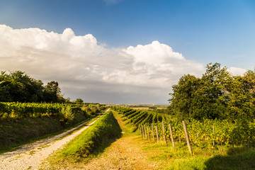 grapevine field in the italian countryside