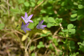 Rundblättrige Glockenblume