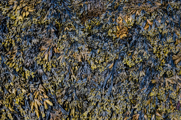Pile of bladderwrack Seaweed  
