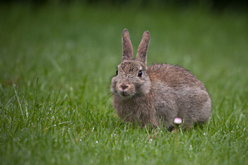 Junges Wildkaninchen