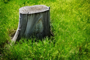 Old Tree Stump in Green Grass