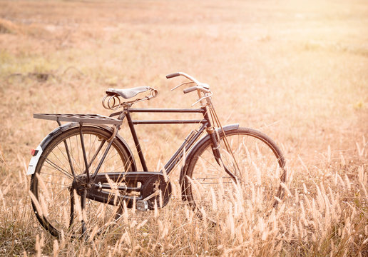 beautiful landscape image with vintage Bicycle on Summer grassfi