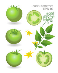 Green fresh realistic tomatoes with leaves, blossom and dill