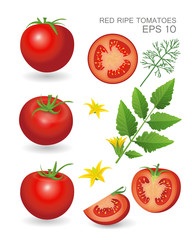 Red ripe fresh realistic tomatoes with leaves, blossom and dill