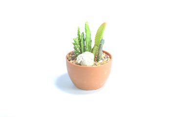 Isolated small cactus