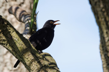 Blackbird, Turdus merula