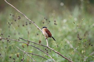 Marsh Tchagra (Bocagia minuta) in Kibale National Park, Uganda