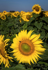Bright sunflower field