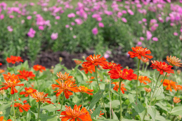 Beautiful gerbera flower in garden.