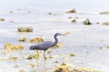 Pacific Reef Egret or Egretta sacra bird