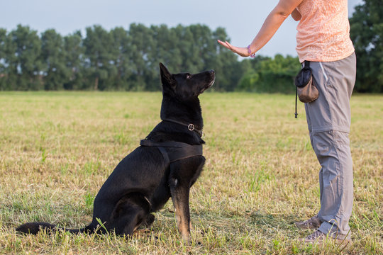 Fototapeta Black German Shepherd training (Sit command)