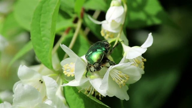 Close view of a green chafer maybug sitting and eating nectar from jasmine flowers