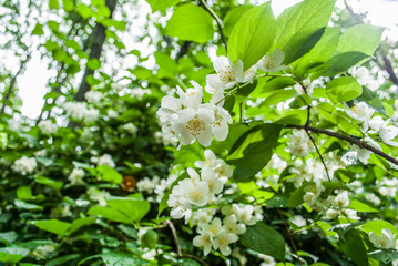 blooming Jasmine bush with white flowers / Background of little       , close-up     in full springtime blossom