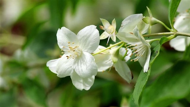 Close view of a jasmine flower on the wind for nature backgrounds