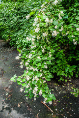 Fototapeta premium blooming Jasmine bush with white flowers / Background of little , close-up in full springtime blossom