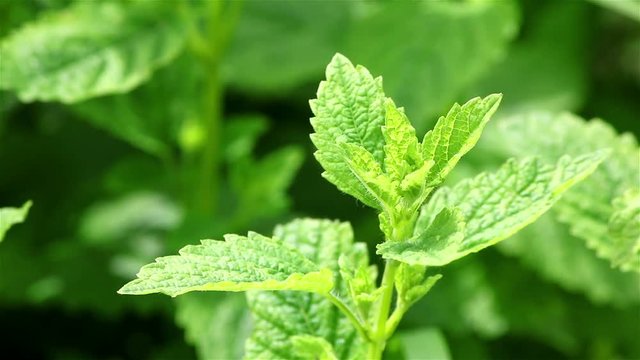 A melissa plant over a green garden background