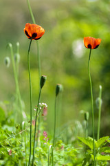 Red poppies at field. Macro.